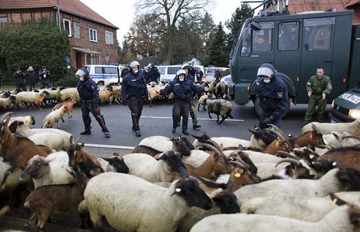 German policemen try to clear the street from sheep and goats in the village of Laase